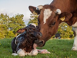 Vaca de la raza frisona con su becerro recién nacido