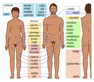 Representación de la estructura humana