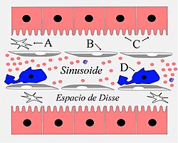 Esquema del sinusoide hepático y sus células principales