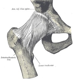 Vista frontal de la articulación de la cadera humana derecha mostrando sus ligamentos.