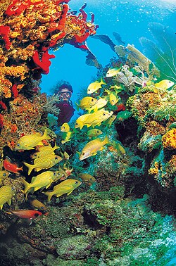 Arrecife coralino en los Cayos de Florida
