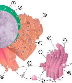 Esquema de orgánulos celulares