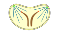 Representación esquemática de la pleuromitosis intranuclear cerrada.