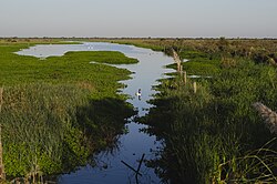 Paisaje de humedal costero en la región bonaerense.