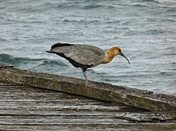 Aves silvestres en el antiguo muelle del Frigorífico Bories