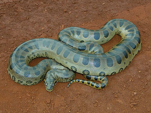 Fotografía de una anaconda verde enfocada en su entorno natural.