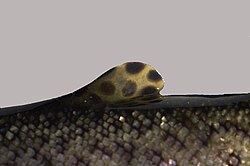 Aleta adiposa de trucha arcoíris (Oncorhynchus mykiss)