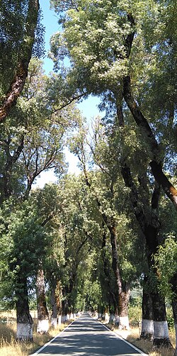 Fresnos en una carretera del Alentejo, Portugal