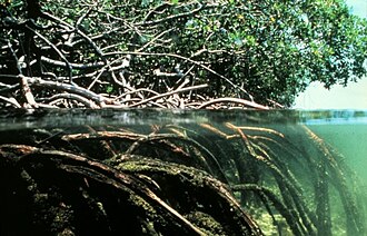 Aspecto de un manglar en Bangladés