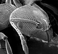 Cabeza de una hormiga capturada con microscopía electrónica