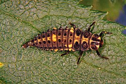 Larva de Adalia bipunctata