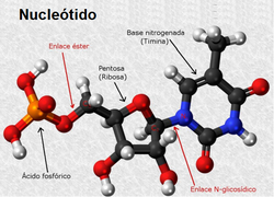 Estructura química de un nucleótido