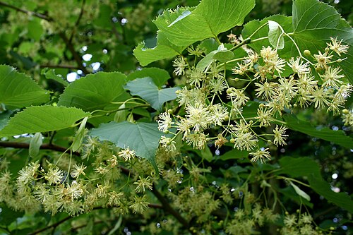 Detalle fotográfico de las flores de Tilia insularis