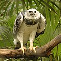 Ejemplar juvenil de águila arpía en desarrollo en el Zoológico de Belice