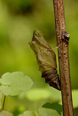 Pupa o crisálida de lepidóptero