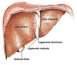 Diagrama o representación de los órganos donde ocurre la biotransformación en animales