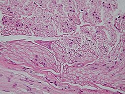 Micrografía de tejido conjuntivo animal obtenida mediante microscopio óptico