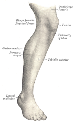 Aspecto lateral de la pierna derecha humana