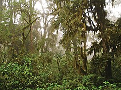 Bosque nublado de montaña de San Andrés en Argentina
