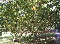 Especie Betula medwediewii en entorno natural