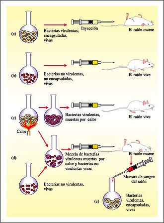 Representación conceptual del Experimento de Griffith sobre el principio de transformación en neumococos