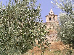 Olivo con frutos verdes en un campo de Jaén, España