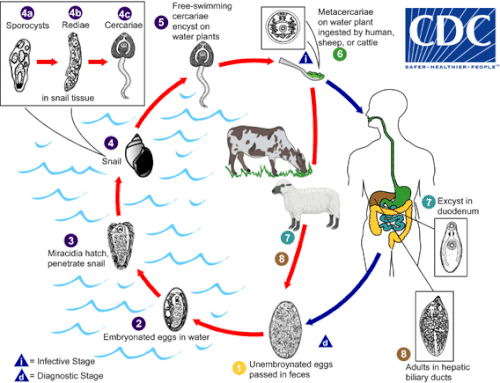 Esquema detallado del ciclo biológico de los trematodos