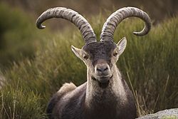 Macho de Capra pyrenaica victoriae en la sierra de Gredos