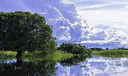 Paisaje abierto del Pantanal en Mato Grosso