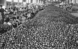 Cooperativa agraria de Alginet en el año 1963