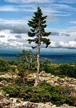El árbol Old Tjikko