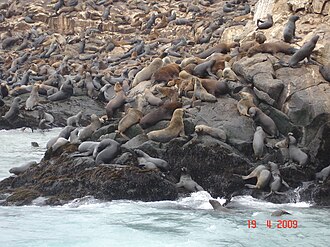 Lobos marinos en las islas Palomino
