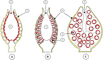 Diagrama en rojo del coanodermo en esponjas asconoide, siconoide y leuconoide.