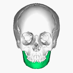 Hueso mandibular resaltado en verde