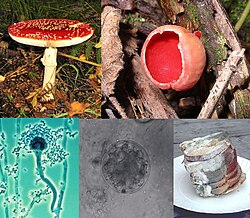 Diversidad de hongos