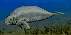 Representación de un fósil de Halitherium, género extinto de dugónguido.