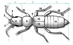 Esquema de un coleóptero en vista dorsal