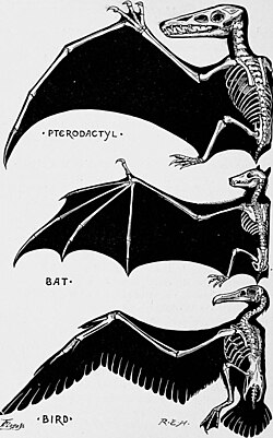 Esquema comparativo de las alas de Pterodactylus, murciélago y ave.