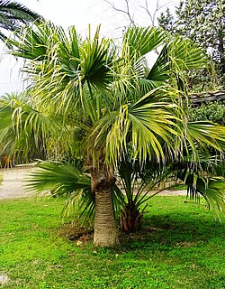 Ejemplares de Livistona chinensis.