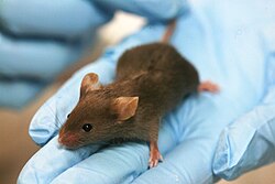 Ratón de laboratorio utilizado en investigación