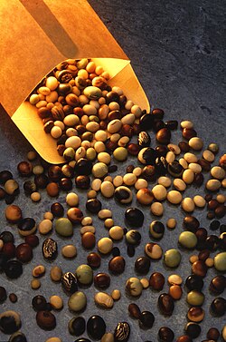 Granos de soya recolectados.