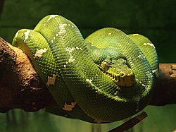 Boa esmeralda