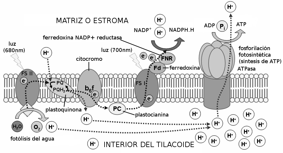 Esquema de la etapa fotoquímica en los tilacoides.