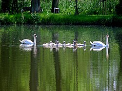 Cisne vulgar en un entorno de parque