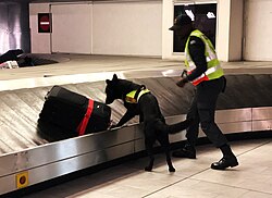 Agente de aduana con un perro entrenado buscando drogas en una maleta de aeropuerto