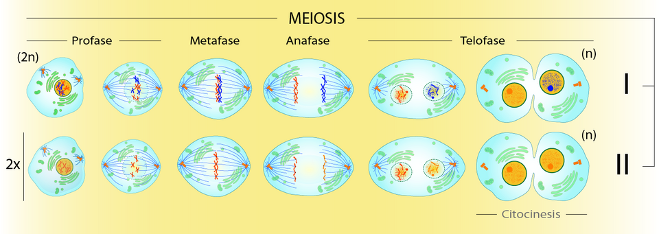 Esquema comparativo de la Meiosis I como fase reductiva y la Meiosis II como fase duplicativa.