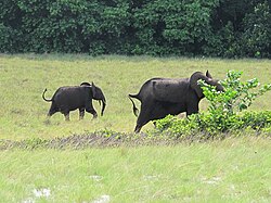 Elefantes en el parque nacional Loango
