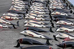 Delfines en las Islas Feroe