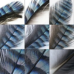 Pluma característica del ala