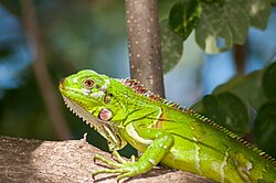 Iguana en la Isla de Margarita